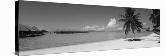 Palm Tree on the Beach, Moana Beach, Bora Bora, Tahiti, French Polynesia-null-Stretched Canvas