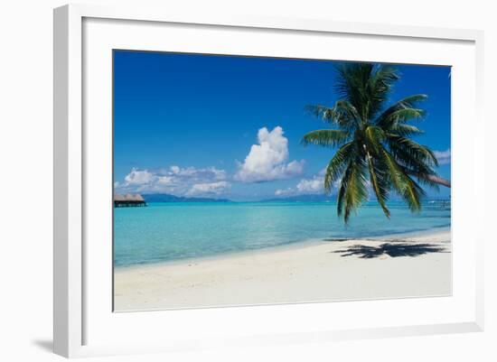 Palm Tree On The Beach, Moana Beach, Bora Bora, Tahiti, French Polynesia-null-Framed Photographic Print