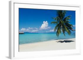 Palm Tree On The Beach, Moana Beach, Bora Bora, Tahiti, French Polynesia-null-Framed Photographic Print