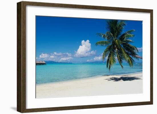 Palm Tree On The Beach, Moana Beach, Bora Bora, Tahiti, French Polynesia-null-Framed Photographic Print