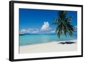 Palm Tree On The Beach, Moana Beach, Bora Bora, Tahiti, French Polynesia-null-Framed Photographic Print