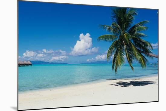 Palm Tree On The Beach, Moana Beach, Bora Bora, Tahiti, French Polynesia-null-Mounted Photographic Print