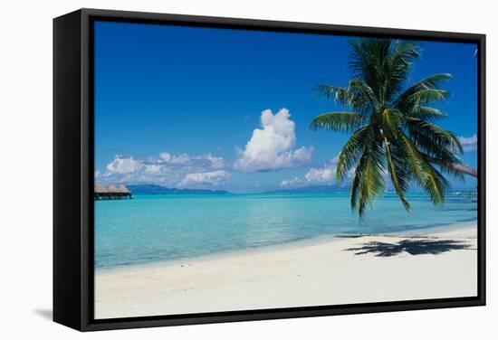 Palm Tree On The Beach, Moana Beach, Bora Bora, Tahiti, French Polynesia-null-Framed Stretched Canvas