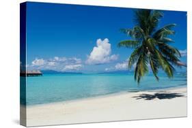 Palm Tree On The Beach, Moana Beach, Bora Bora, Tahiti, French Polynesia-null-Stretched Canvas