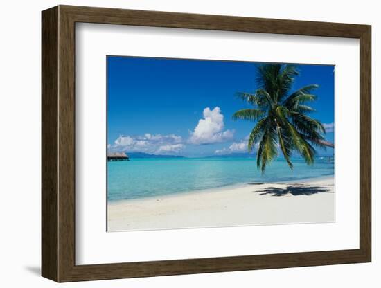 Palm Tree On The Beach, Moana Beach, Bora Bora, Tahiti, French Polynesia-null-Framed Photographic Print