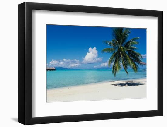 Palm Tree On The Beach, Moana Beach, Bora Bora, Tahiti, French Polynesia-null-Framed Photographic Print