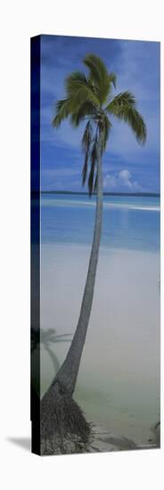 Palm Tree on the Beach, One Foot Island, Aitutaki, Cook Islands-null-Stretched Canvas
