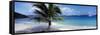 Palm Tree on the Beach, Salomon Beach, Virgin Islands National Park, St. John, US Virgin Island-null-Framed Stretched Canvas