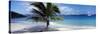 Palm Tree on the Beach, Salomon Beach, Virgin Islands National Park, St. John, US Virgin Island-null-Stretched Canvas