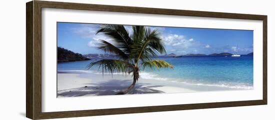 Palm Tree on the Beach, Salomon Beach, Virgin Islands National Park, St. John, US Virgin Island-null-Framed Photographic Print