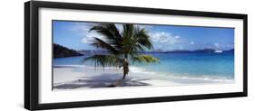 Palm Tree on the Beach, Salomon Beach, Virgin Islands National Park, St. John, US Virgin Island-null-Framed Photographic Print