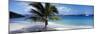 Palm Tree on the Beach, Salomon Beach, Virgin Islands National Park, St. John, US Virgin Island-null-Mounted Photographic Print