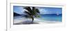 Palm Tree on the Beach, Salomon Beach, Virgin Islands National Park, St. John, US Virgin Island-null-Framed Photographic Print