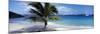 Palm Tree on the Beach, Salomon Beach, Virgin Islands National Park, St. John, US Virgin Island-null-Mounted Photographic Print