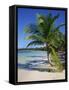 Palm Tree on Tropical Bavaro Beach, Dominican Republic, West Indies, Caribbean, Central America-Lightfoot Jeremy-Framed Stretched Canvas