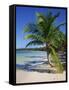 Palm Tree on Tropical Bavaro Beach, Dominican Republic, West Indies, Caribbean, Central America-Lightfoot Jeremy-Framed Stretched Canvas