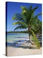 Palm Tree on Tropical Bavaro Beach, Dominican Republic, West Indies, Caribbean, Central America-Lightfoot Jeremy-Stretched Canvas