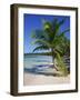 Palm Tree on Tropical Bavaro Beach, Dominican Republic, West Indies, Caribbean, Central America-Lightfoot Jeremy-Framed Photographic Print