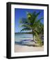 Palm Tree on Tropical Bavaro Beach, Dominican Republic, West Indies, Caribbean, Central America-Lightfoot Jeremy-Framed Photographic Print