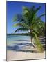 Palm Tree on Tropical Bavaro Beach, Dominican Republic, West Indies, Caribbean, Central America-Lightfoot Jeremy-Mounted Photographic Print