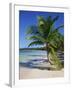 Palm Tree on Tropical Bavaro Beach, Dominican Republic, West Indies, Caribbean, Central America-Lightfoot Jeremy-Framed Photographic Print