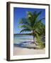 Palm Tree on Tropical Bavaro Beach, Dominican Republic, West Indies, Caribbean, Central America-Lightfoot Jeremy-Framed Photographic Print