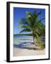 Palm Tree on Tropical Bavaro Beach, Dominican Republic, West Indies, Caribbean, Central America-Lightfoot Jeremy-Framed Photographic Print