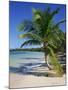 Palm Tree on Tropical Bavaro Beach, Dominican Republic, West Indies, Caribbean, Central America-Lightfoot Jeremy-Mounted Photographic Print