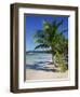 Palm Tree on Tropical Bavaro Beach, Dominican Republic, West Indies, Caribbean, Central America-Lightfoot Jeremy-Framed Photographic Print