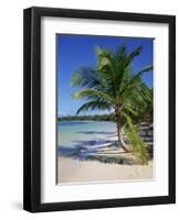 Palm Tree on Tropical Bavaro Beach, Dominican Republic, West Indies, Caribbean, Central America-Lightfoot Jeremy-Framed Photographic Print