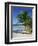 Palm Tree on Tropical Bavaro Beach, Dominican Republic, West Indies, Caribbean, Central America-Lightfoot Jeremy-Framed Photographic Print