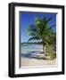 Palm Tree on Tropical Bavaro Beach, Dominican Republic, West Indies, Caribbean, Central America-Lightfoot Jeremy-Framed Photographic Print