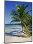Palm Tree on Tropical Bavaro Beach, Dominican Republic, West Indies, Caribbean, Central America-Lightfoot Jeremy-Mounted Photographic Print