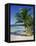 Palm Tree on Tropical Bavaro Beach, Dominican Republic, West Indies, Caribbean, Central America-Lightfoot Jeremy-Framed Stretched Canvas