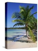 Palm Tree on Tropical Bavaro Beach, Dominican Republic, West Indies, Caribbean, Central America-Lightfoot Jeremy-Stretched Canvas