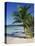 Palm Tree on Tropical Bavaro Beach, Dominican Republic, West Indies, Caribbean, Central America-Lightfoot Jeremy-Stretched Canvas