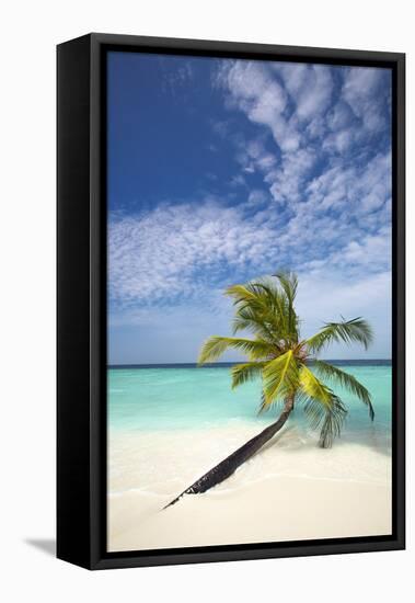 Palm Tree on Tropical Beach, Maldives, Indian Ocean, Asia-Sakis-Framed Stretched Canvas