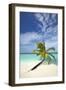 Palm Tree on Tropical Beach, Maldives, Indian Ocean, Asia-Sakis-Framed Photographic Print