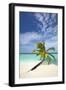 Palm Tree on Tropical Beach, Maldives, Indian Ocean, Asia-Sakis-Framed Photographic Print