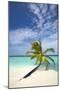 Palm Tree on Tropical Beach, Maldives, Indian Ocean, Asia-Sakis-Mounted Photographic Print