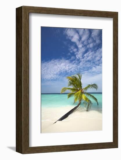 Palm Tree on Tropical Beach, Maldives, Indian Ocean, Asia-Sakis-Framed Photographic Print