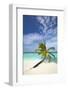 Palm Tree on Tropical Beach, Maldives, Indian Ocean, Asia-Sakis-Framed Photographic Print