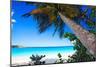 Palm Tree on Trunk Bay Beach, USVI-George Oze-Mounted Photographic Print