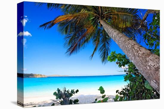 Palm Tree on Trunk Bay Beach, USVI-George Oze-Stretched Canvas