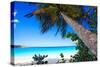 Palm Tree on Trunk Bay Beach, USVI-George Oze-Stretched Canvas