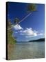 Palm Tree over Sandy Channel at Marovo Lagoon, Solomon Islands, Pacific Islands, Pacific-Murray Louise-Stretched Canvas