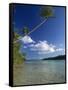 Palm Tree over Sandy Channel at Marovo Lagoon, Solomon Islands, Pacific Islands, Pacific-Murray Louise-Framed Stretched Canvas