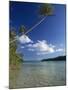 Palm Tree over Sandy Channel at Marovo Lagoon, Solomon Islands, Pacific Islands, Pacific-Murray Louise-Mounted Photographic Print