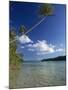 Palm Tree over Sandy Channel at Marovo Lagoon, Solomon Islands, Pacific Islands, Pacific-Murray Louise-Mounted Photographic Print