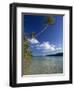 Palm Tree over Sandy Channel at Marovo Lagoon, Solomon Islands, Pacific Islands, Pacific-Murray Louise-Framed Photographic Print